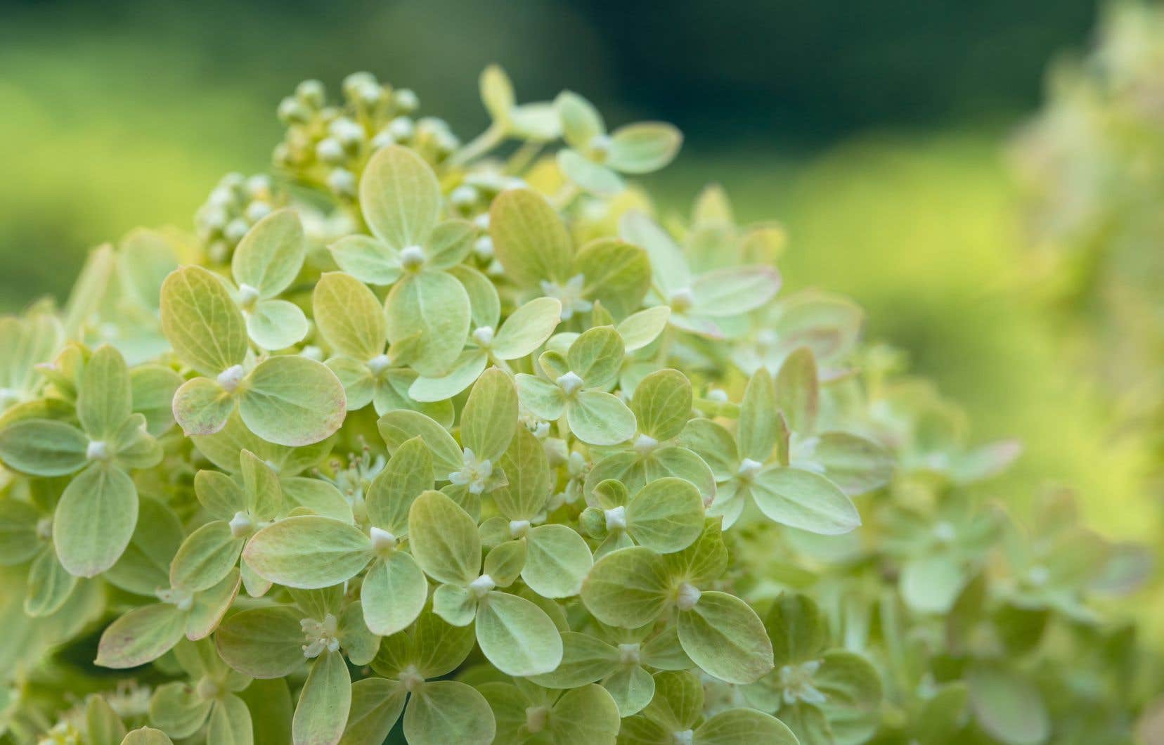 « Hydrangea paniculata » ’Limelight’